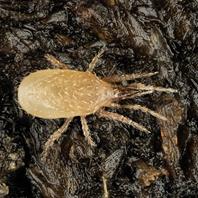 Hypoline Hypoaspis miles Bodenraubmilbe Nahaufnahme