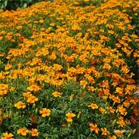 Reinsaat Tagetes tenuifolia, Gewürztagetes Saatgut