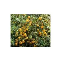 Reinsaat Tomate Gelbe Johannisbeere