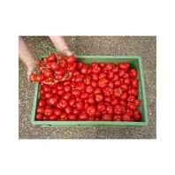 Reinsaat Tomate Marglobe Saatgut