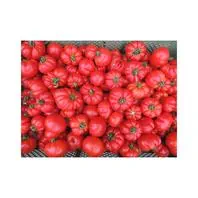 Reinsaat Tomate Marmande Saatgut