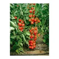 Reinsaat Tomate Matina Saatgut