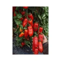 Reinsaat Tomate San Marzano Saatgut
