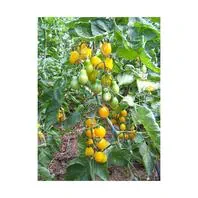 Reinsaat Tomate Yellow Submarine Saatgut
