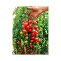 Reinsaat Tomate Zuckertraube Saatgut