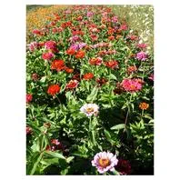Reinsaat Zinnia elegans Zinnie Carrousel