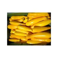 Reinsaat Zucchini Gold Rush