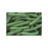 Reinsaat Zucchini Striato d´Italia