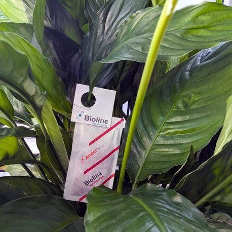 Bioline Anderline Amblyseius andersoni Anwendung Mini-Tüte Spathiphyllum