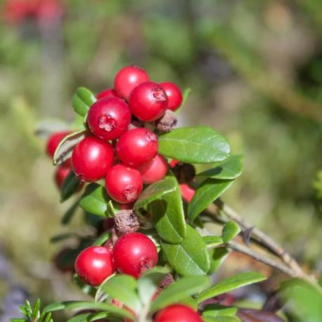 Andermatt Biogarten Bodensauer Preiselbeeren
