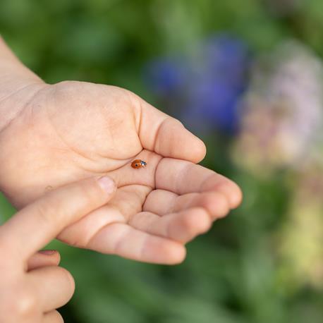 Andermatt Biogarten Marienkäfer-Aufzuchtset Kinderhände