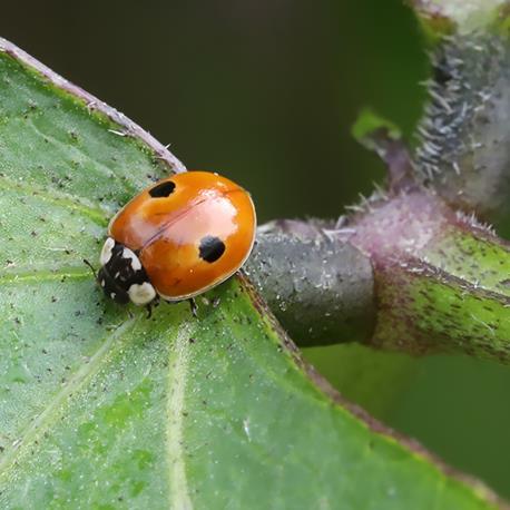 Andermatt Biogarten Marienkäfer-Aufzuchtset