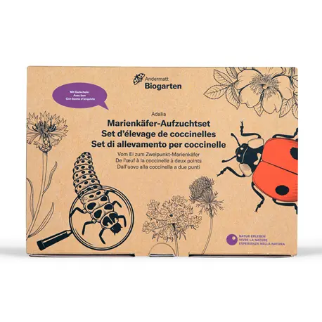 Andermatt Biogarten Marienkäfer-Aufzuchtset