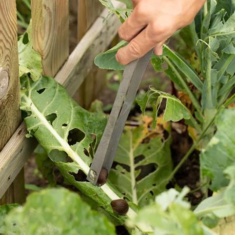 Andermatt Biogarten Schneckengreifer Gemüsebeet