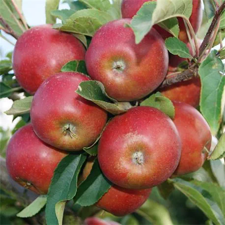 Madex Apfelwicklerfrei biologisches Mittel