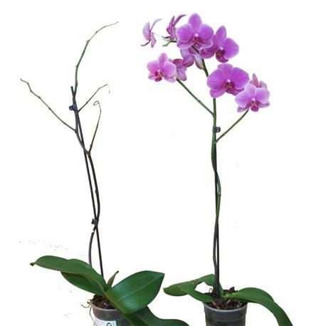 rechte Orchidee mit Bio-orchideenguss behandelt