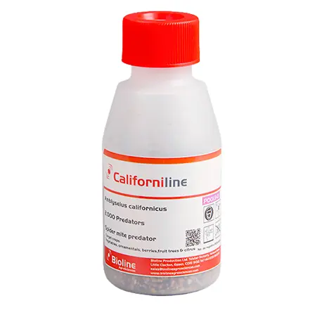 Bioline Californiline Amblyseius californicus Streuware