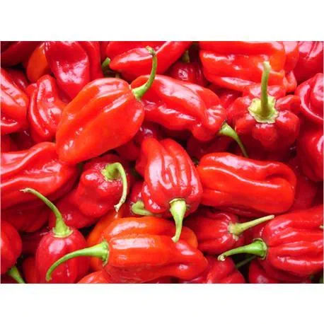 Reinsaat Chili Habanero Tropical Red