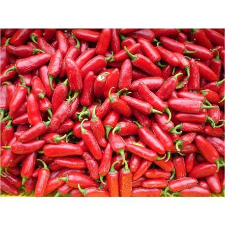 Reinsaat Chili Jalapeno
