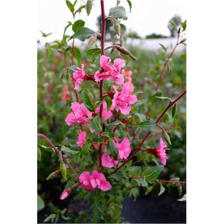 Reinsaat Clarkia elegans Mandelröschen