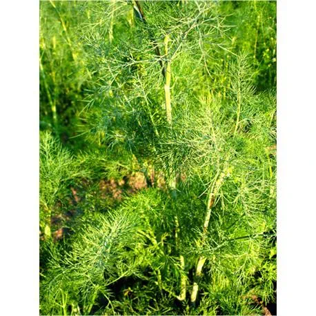 Reinsaat Dill