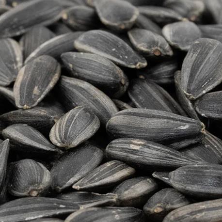 Eschenfelder Bio Keimsaat Sonnenblumenkerne Nahaufnahme