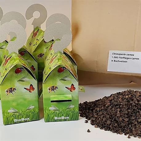Florfliegenlarven auf Buchweizenspelzen und BioBox gegen Blattläuse und Wollläuse