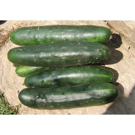 Reinsaat Freilandgurke Marketmore 76