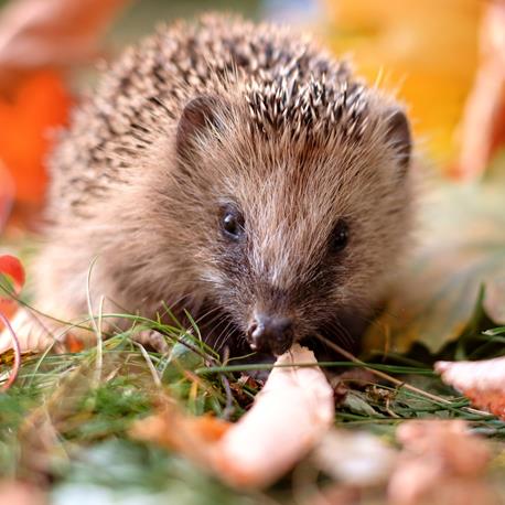 Claus Igelfutter getreidefrei für gesunde Igel