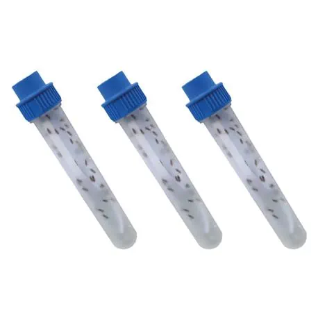 Brackwespe Habrobracon