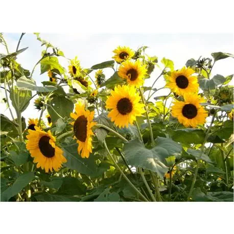 Reinsaat Helianthus annuus Sonnenblume,goldener Neger