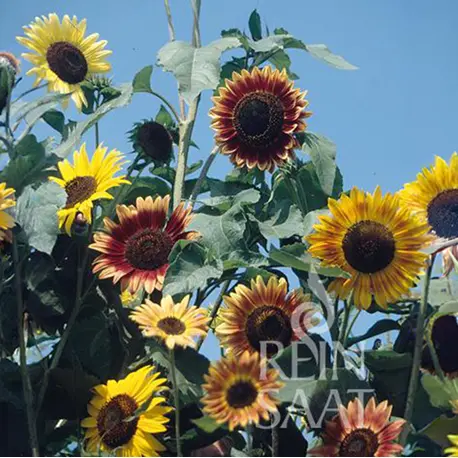 Reinsaat Helianthus annuus, Sonnenblume Herbstschönheit