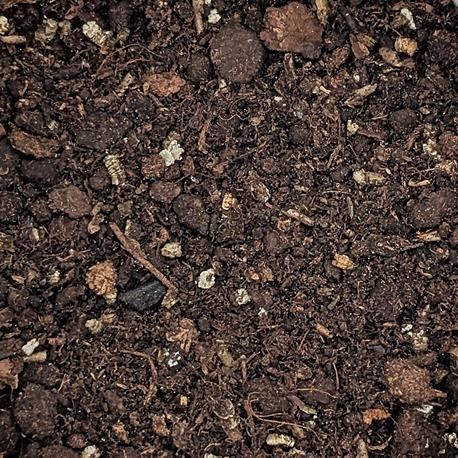 Hypoline Hypoaspis miles Bodenraubmilbe Trägermaterial