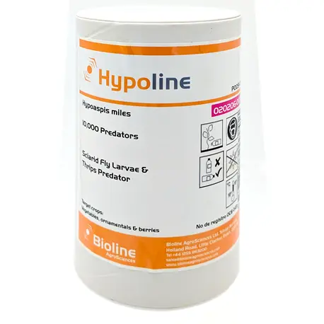 Hypoline Hypoaspis miles Bodenraubmilbe
