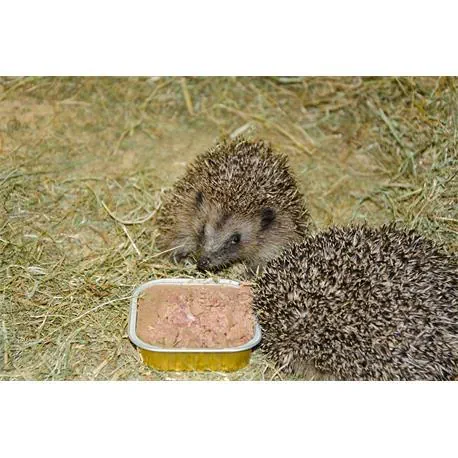 Igel fressen Bio-Pastete für Igel Feuchtfutter
