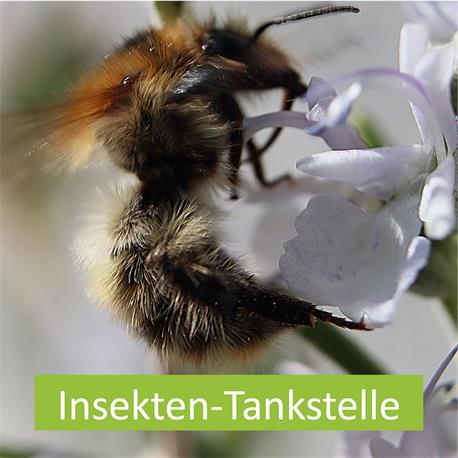 Logo Insekten-Tankstelle