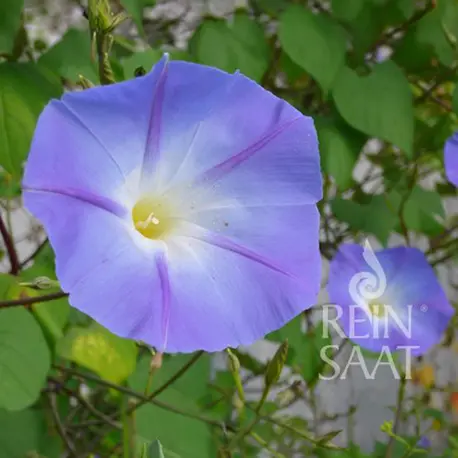 Reinsaat Ipomoea purpurea Prachtwinde, Star of Yelta