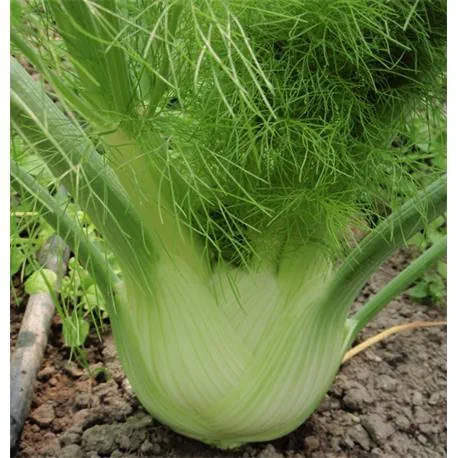 Reinsaat Knollenfenchel Fino