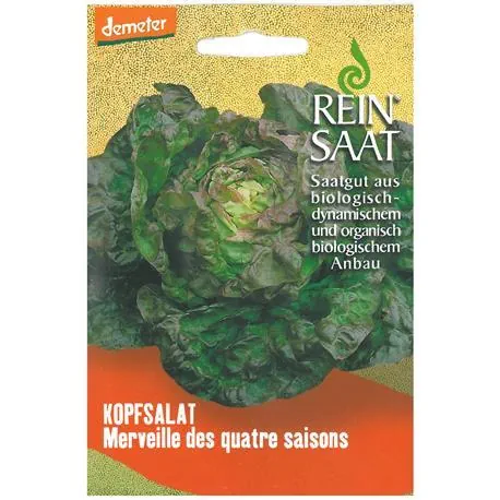 Reinsaat Kopfsalat Merveille des quatre saisons
