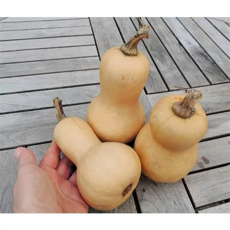 Reinsaat Kürbis Mini Butternut