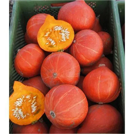 Reinsaat Kürbis Red Kuri