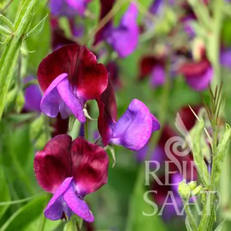 Reinsaat Lathyrus odoratus, Edelwicke Cupani