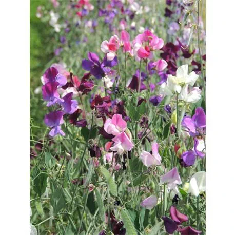 Reinsaat Lathyrus odoratus, Edelwicke