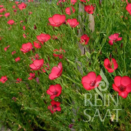 Reinsaat Linum grandiflorum, Roterlein