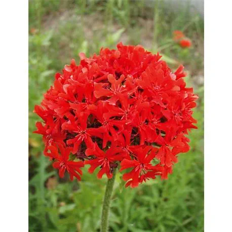 Reinsaat Lychnis chalcedonica, Brennendeliebe