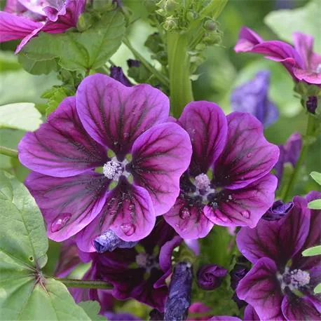 Malva sylvestris, mauretanische Malve