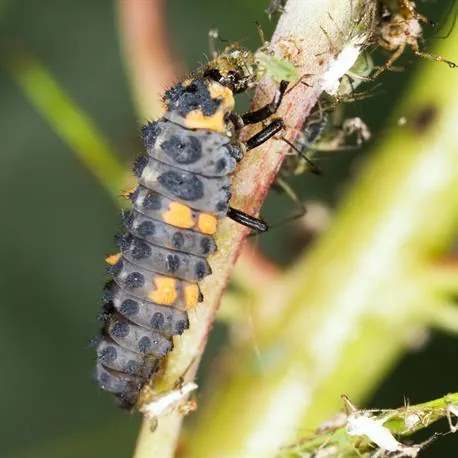 Marienkäfer-Larven Adalia