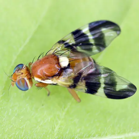 Nematoden gegen Kirschfruchtfliegen-Larven Schädling Rhagoletis completa