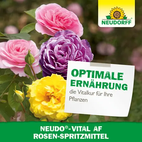 Neudorff Neudovital AF Rosenspritzmittel optimale Ernährung