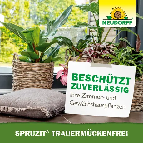 Neudorff Spruzit TrauermückenFrei  zuverlässige Wirkung